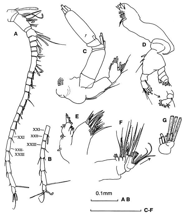 Espèce Tharybis inaequalis - Planche 5 de figures morphologiques