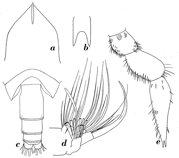 Species Onchocalanus cristatus - Plate 9 of morphological figures