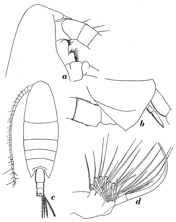 Espèce Onchocalanus trigoniceps - Planche 8 de figures morphologiques