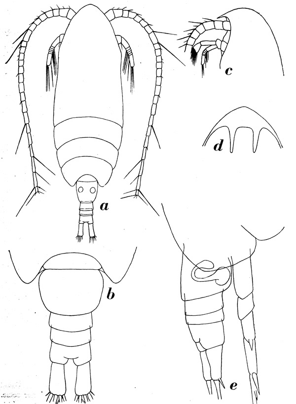 Species Aetideus arcuatus - Plate 4 of morphological figures