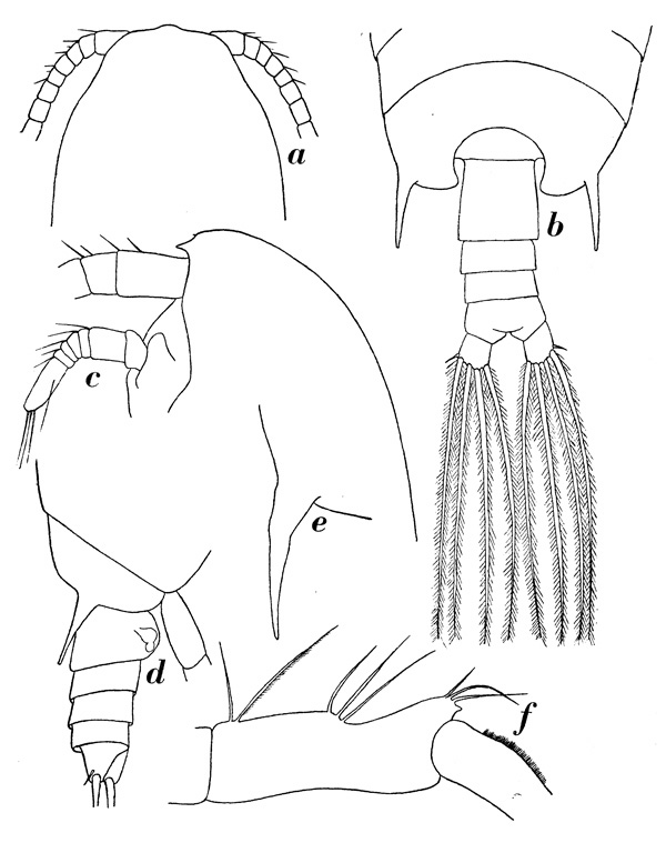 Espèce Gaetanus tenuispinus - Planche 7 de figures morphologiques