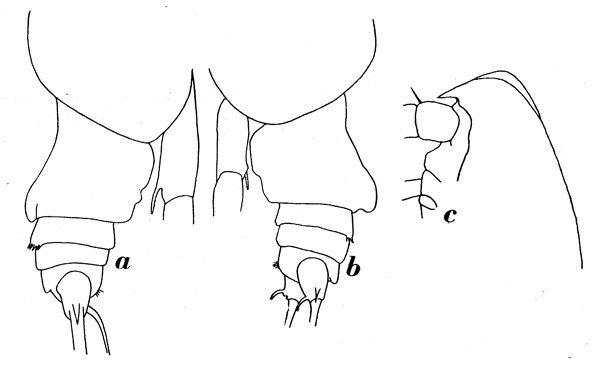 Species Euchirella messinensis - Plate 8 of morphological figures