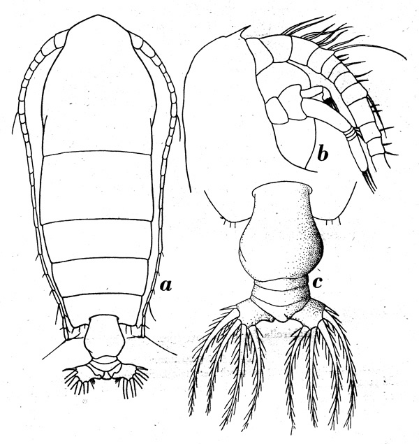 Espce Euchirella formosa - Planche 4 de figures morphologiques