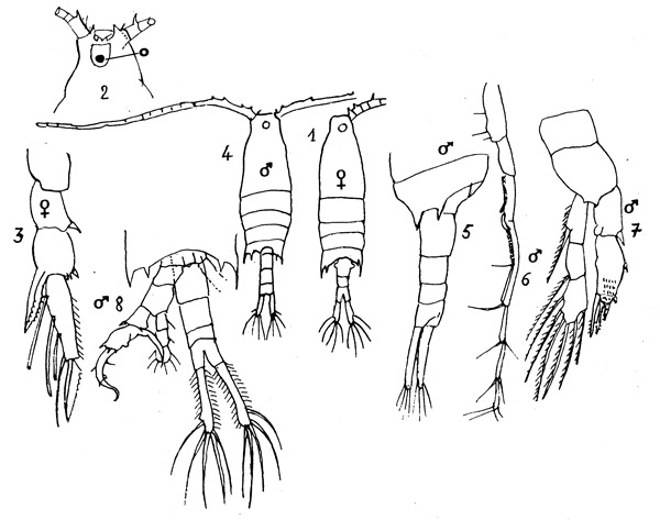 Espce Centropages velificatus - Planche 1 de figures morphologiques