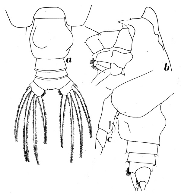Espèce Euchirella bitumida - Planche 5 de figures morphologiques