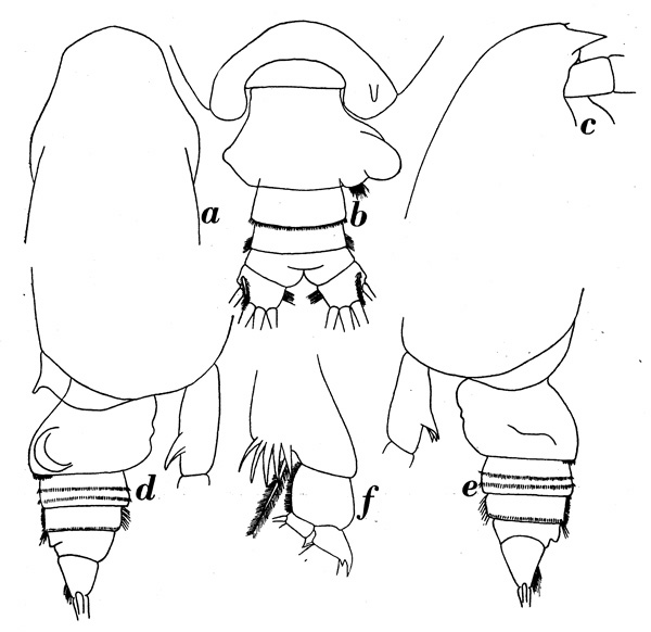Espce Pseudochirella gibbera - Planche 1 de figures morphologiques