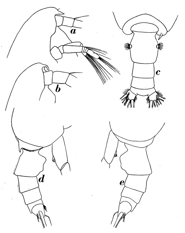 Espèce Pseudochirella semispina - Planche 1 de figures morphologiques