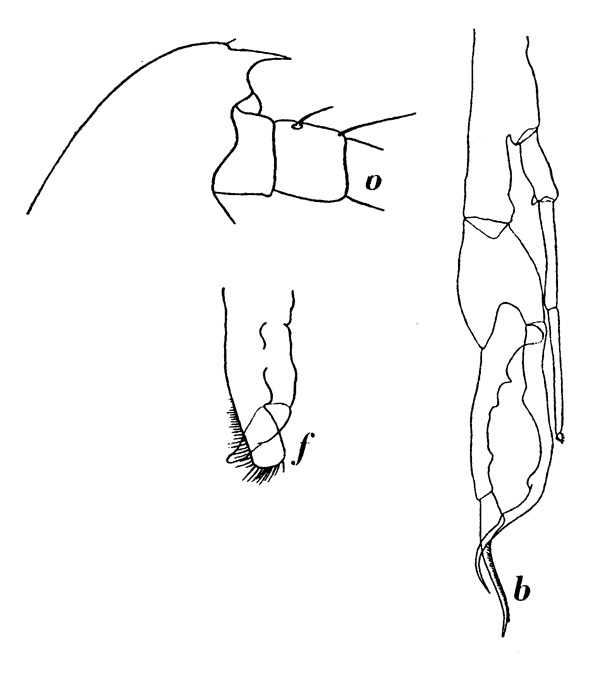 Espèce Euchirella messinensis - Planche 9 de figures morphologiques