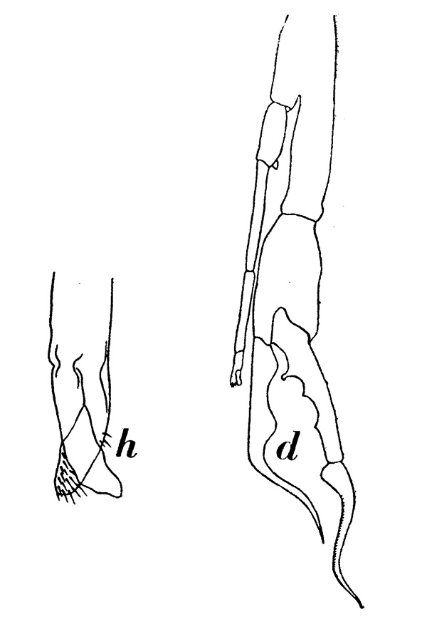 Espèce Euchirella pulchra - Planche 4 de figures morphologiques