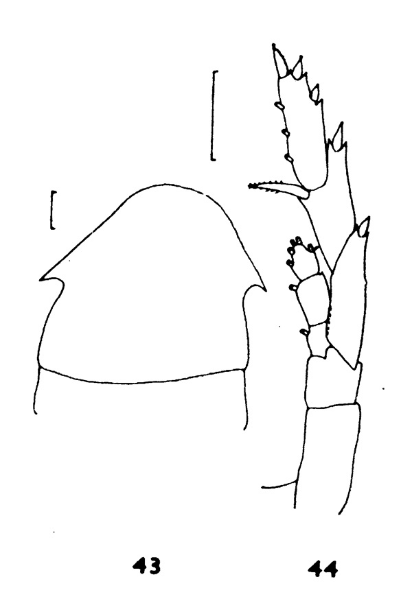 Espèce Lucicutia clausi - Planche 2 de figures morphologiques