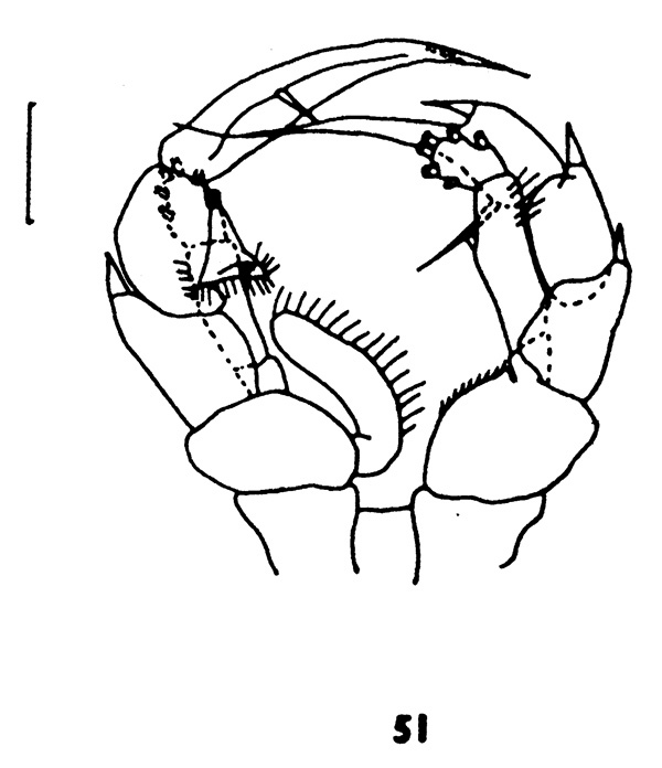 Espèce Heterorhabdus austrinus - Planche 7 de figures morphologiques