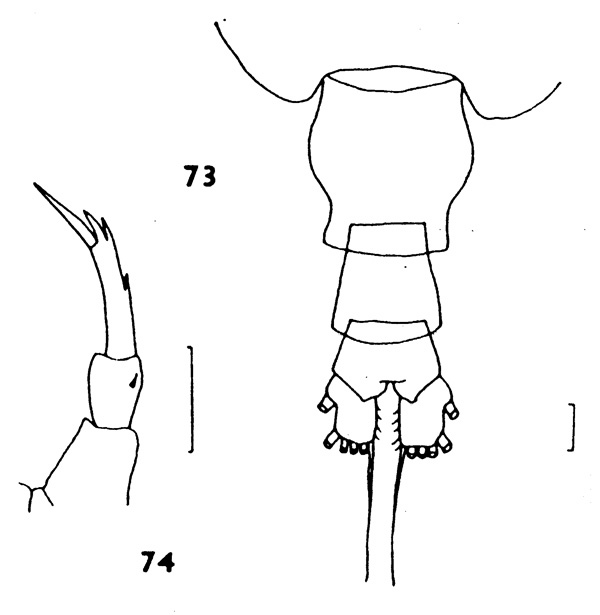 Espèce Candacia elongata - Planche 2 de figures morphologiques