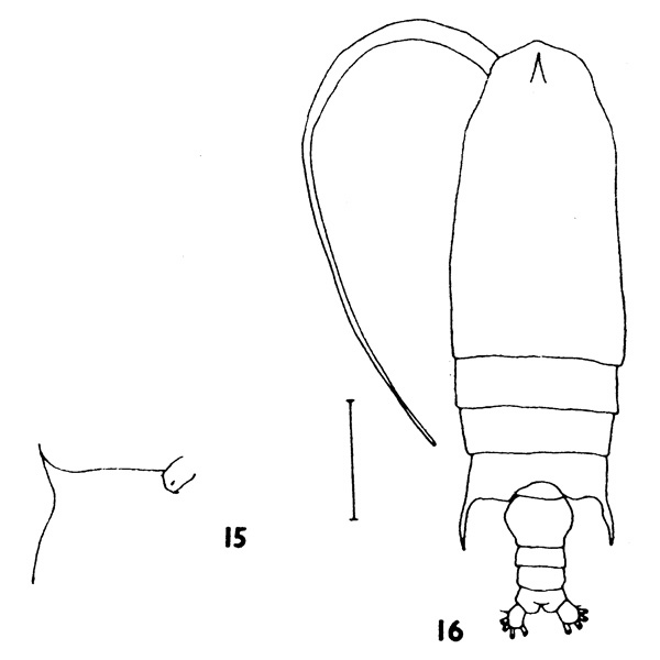 Espce Gaetanus latifrons - Planche 4 de figures morphologiques