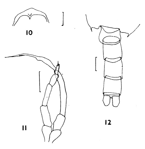 Species Chiridius molestus - Plate 6 of morphological figures