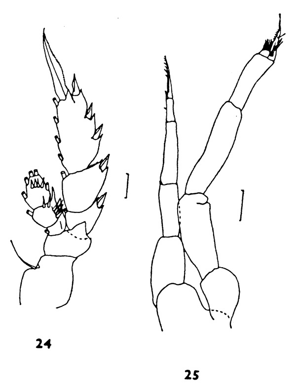 Espèce Phaenna spinifera - Planche 7 de figures morphologiques