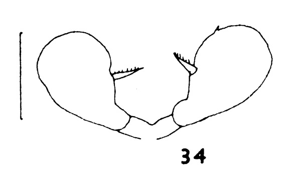 Espce Pseudoamallothrix ovata - Planche 6 de figures morphologiques