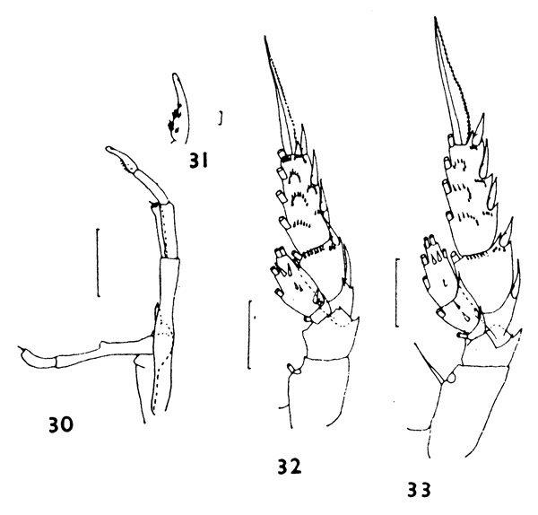 Species Scolecithricella dentata - Plate 5 of morphological figures