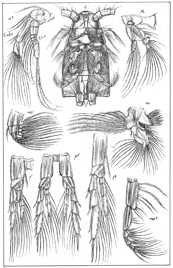 Espce Calanus finmarchicus - Planche 2 de figures morphologiques