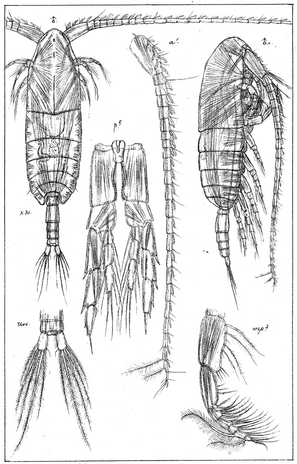 Species Calanus finmarchicus - Plate 3 of morphological figures
