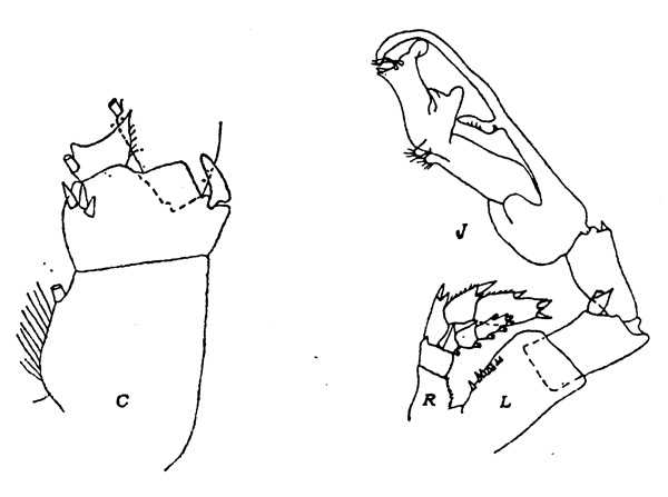 Espce Cosmocalanus darwini - Planche 2 de figures morphologiques