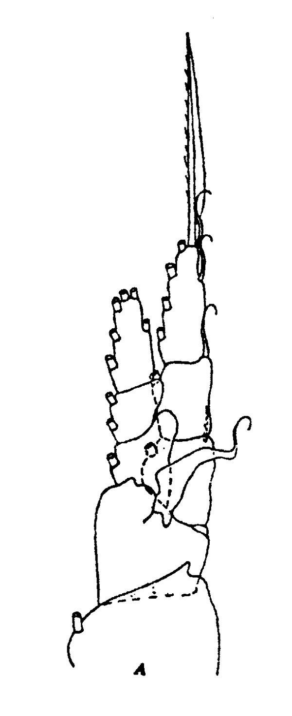 Espce Canthocalanus pauper - Planche 1 de figures morphologiques