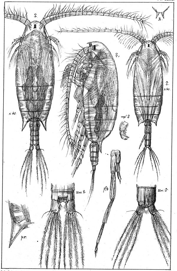 Species Bradyidius armatus - Plate 1 of morphological figures