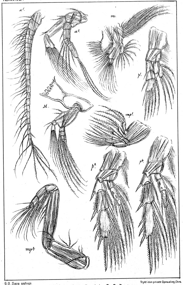 Espèce Bradyidius armatus - Planche 2 de figures morphologiques