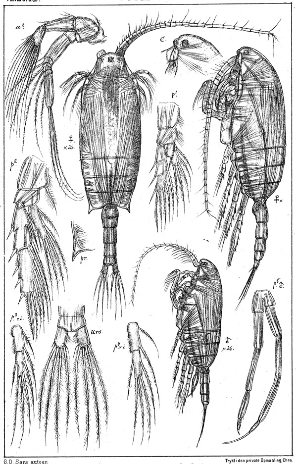 Espèce Chiridius obtusifrons - Planche 4 de figures morphologiques