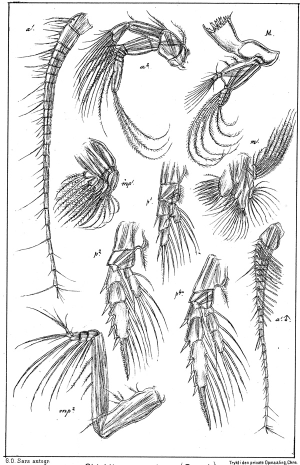 Species Aetideopsis armata - Plate 6 of morphological figures