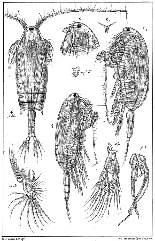 Species Aetideopsis armata - Plate 5 of morphological figures
