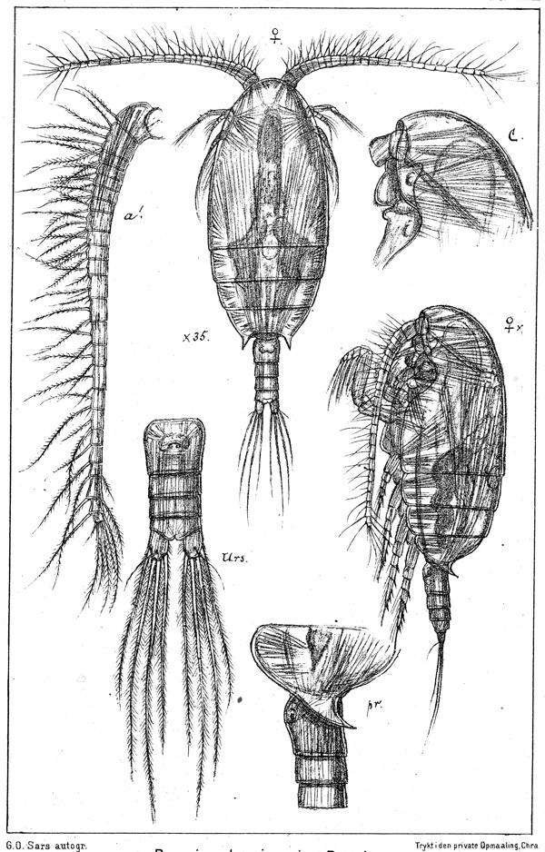 Species Comantenna brevicornis - Plate 2 of morphological figures