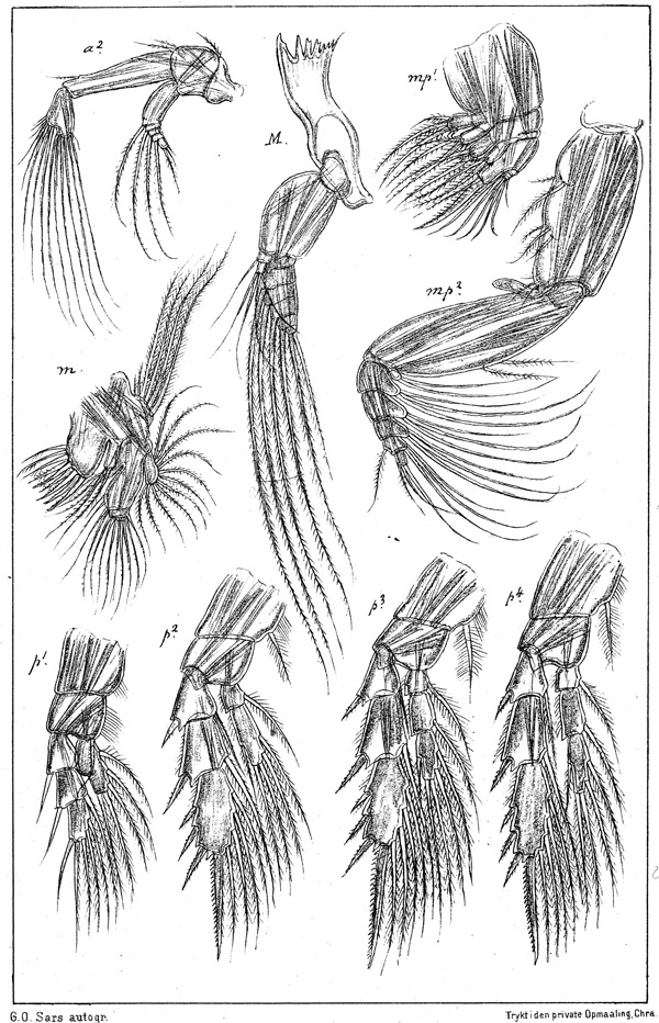 Species Comantenna brevicornis - Plate 3 of morphological figures