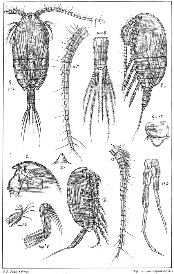 Species Pseudophaenna typica - Plate 1 of morphological figures