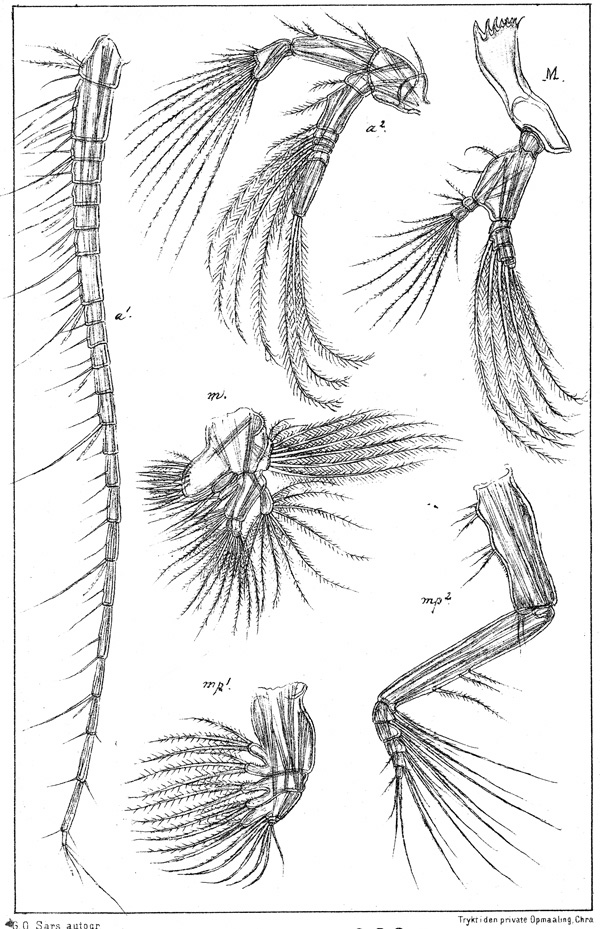 Species Aetideopsis rostrata - Plate 7 of morphological figures