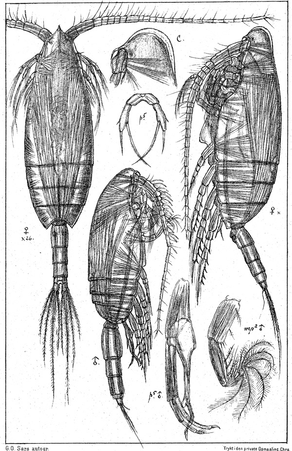 Espèce Scaphocalanus magnus - Planche 4 de figures morphologiques