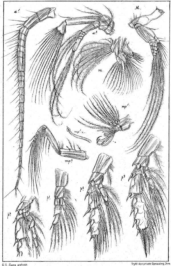 Espèce Scaphocalanus magnus - Planche 5 de figures morphologiques