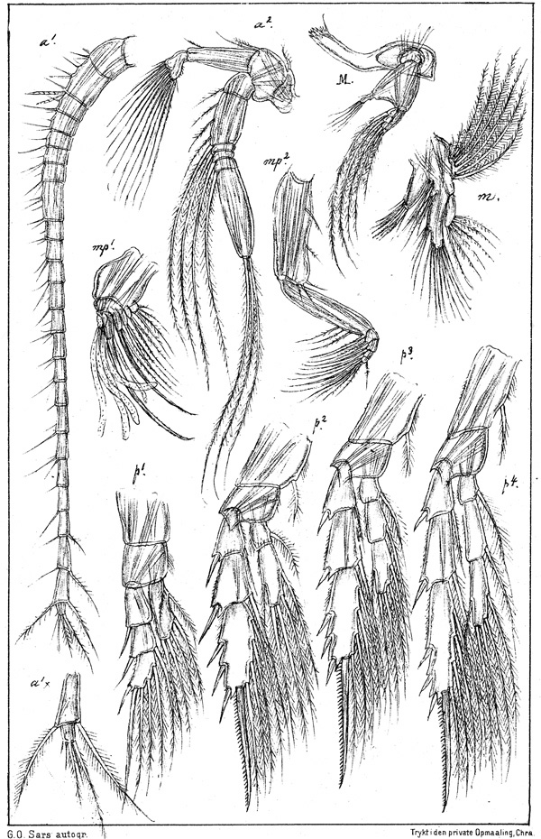 Species Diaixis hibernica - Plate 2 of morphological figures