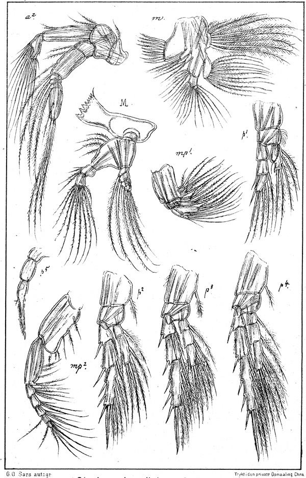 Espèce Stephos lamellatus - Planche 2 de figures morphologiques