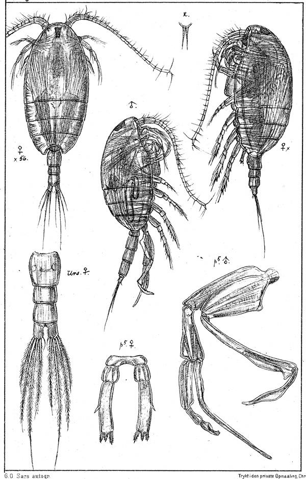 Species Tharybis macrophthalma - Plate 1 of morphological figures
