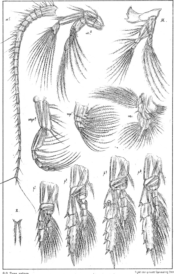 Species Metridia longa - Plate 2 of morphological figures