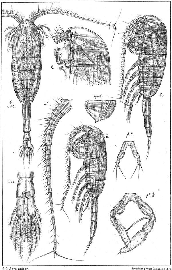 Species Metridia lucens - Plate 4 of morphological figures