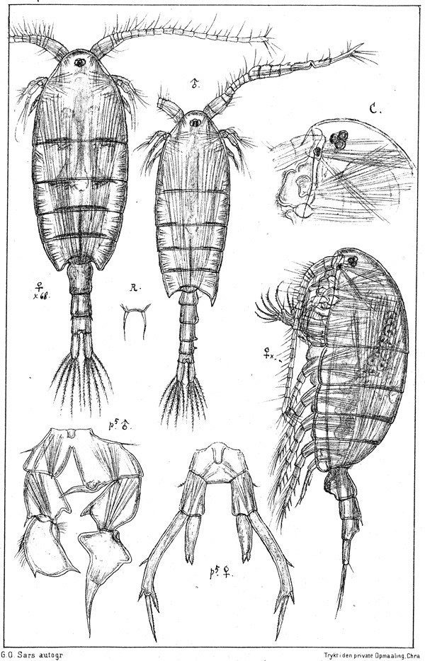Espèce Parapontella brevicornis - Planche 1 de figures morphologiques
