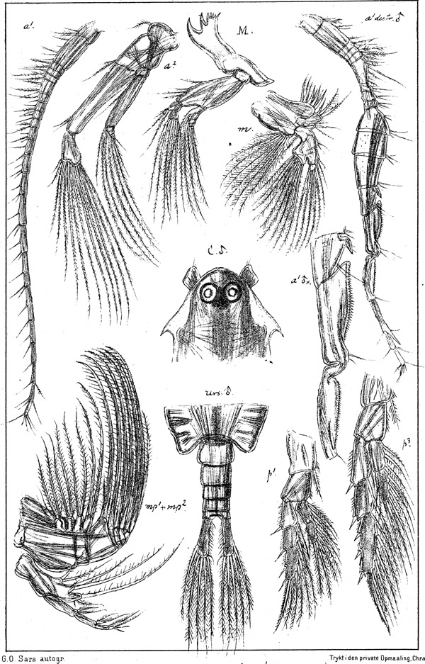 Espèce Labidocera wollastoni - Planche 2 de figures morphologiques
