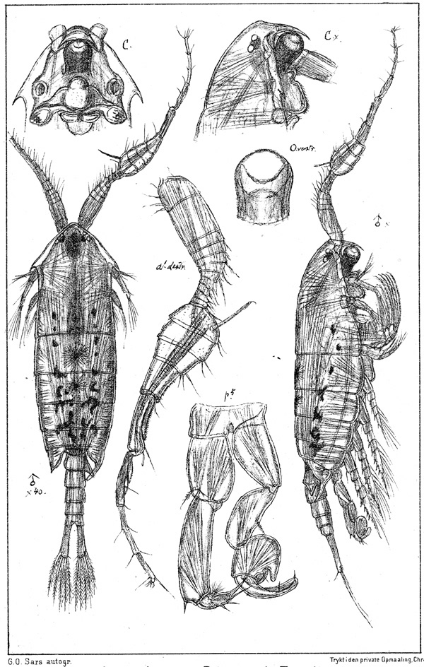 Species Anomalocera patersoni - Plate 3 of morphological figures