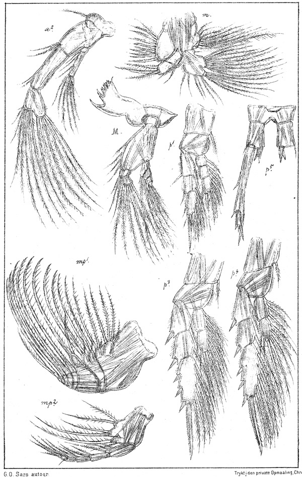 Species Anomalocera patersoni - Plate 2 of morphological figures