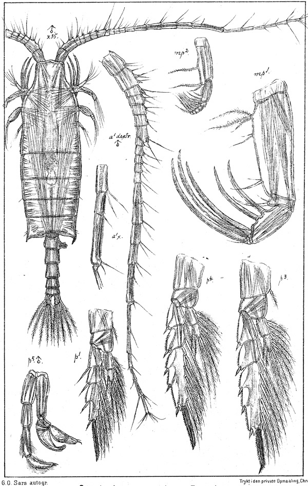 Species Candacia norvegica - Plate 4 of morphological figures