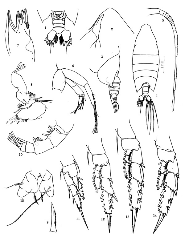 Species Arietellus unisetosus - Plate 1 of morphological figures