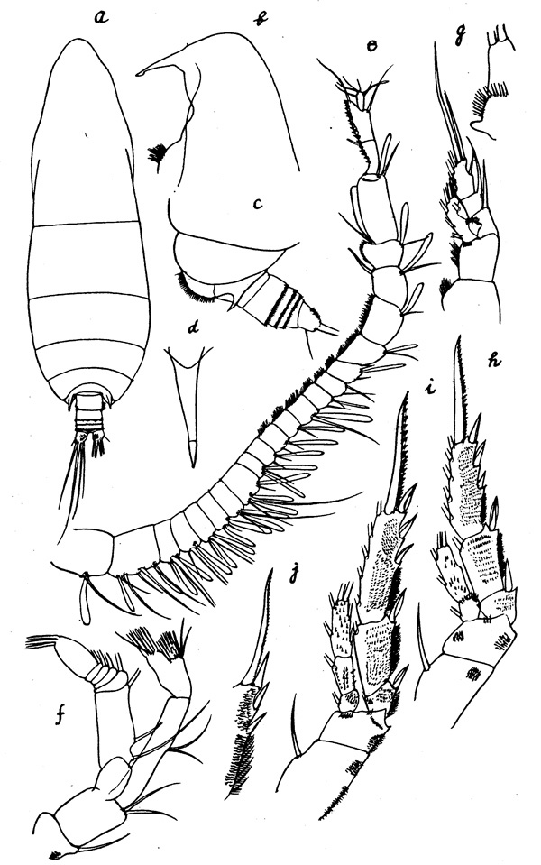 Species Ryocalanus infelix - Plate 1 of morphological figures