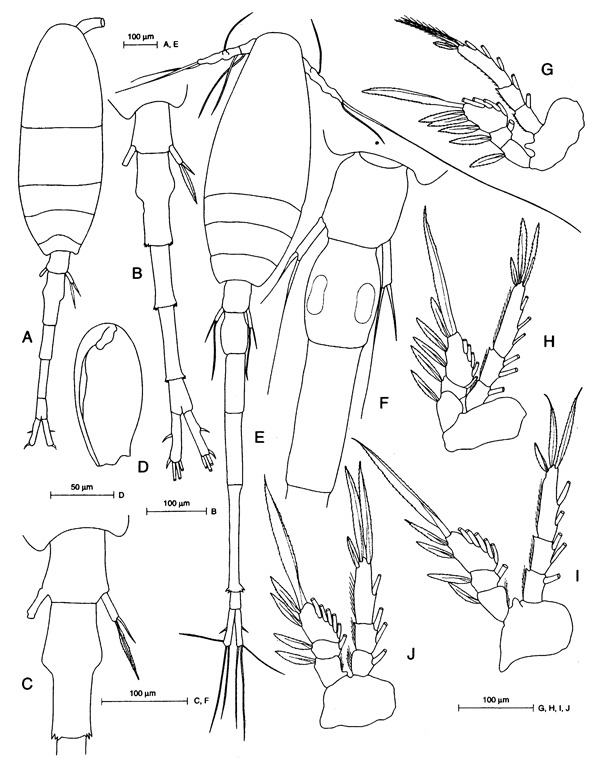 Espèce Atrophia minuta - Planche 1 de figures morphologiques