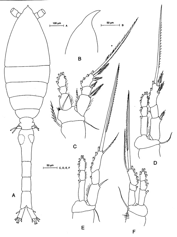 Espce Oithona atlantica - Planche 3 de figures morphologiques